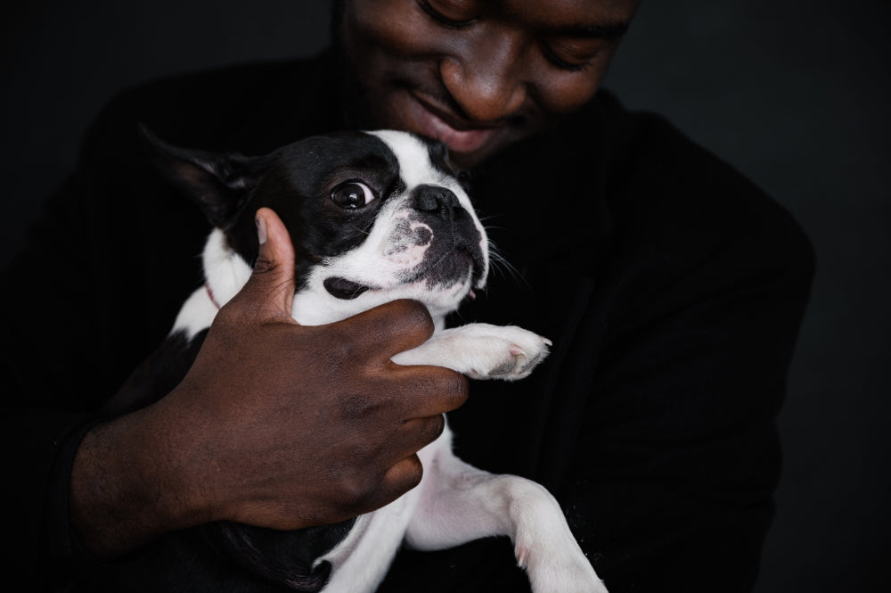 8 Tips to Trim Your Boston Terrier Nails At Home Boston Terrier World