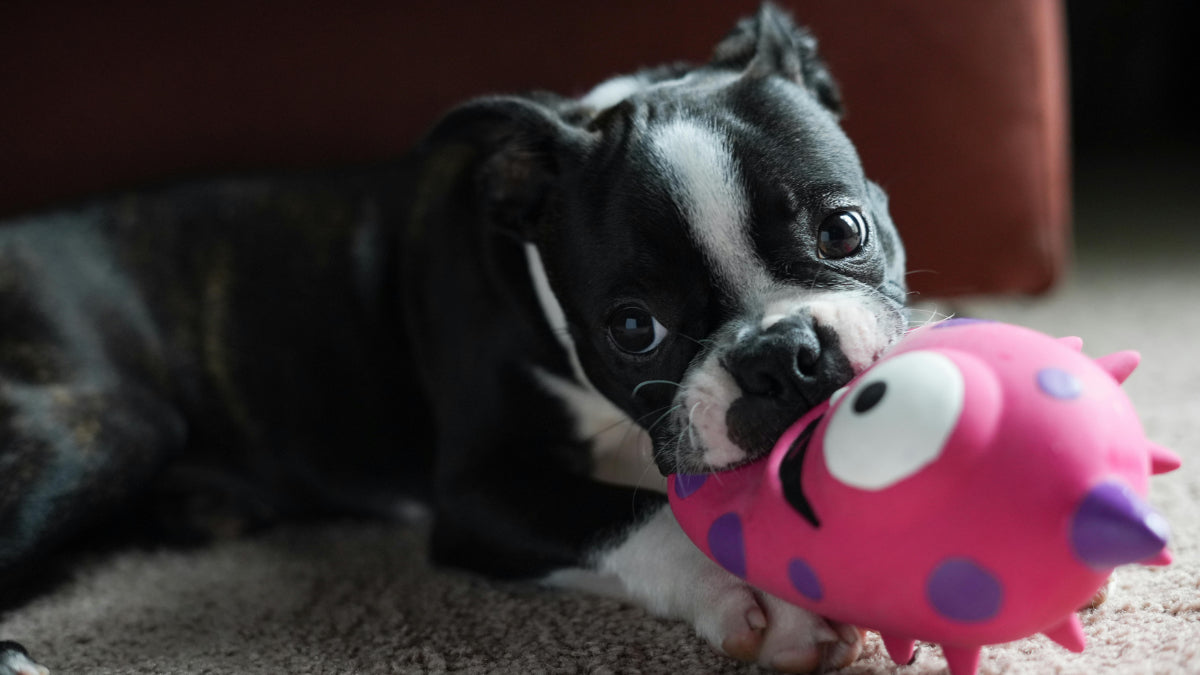 80 of the Best Boston Terrier Names Inspired by Their Playful Nature