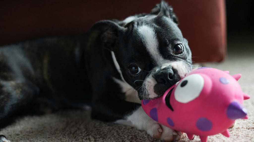 80 of the Best Boston Terrier Names Inspired by Their Playful Nature