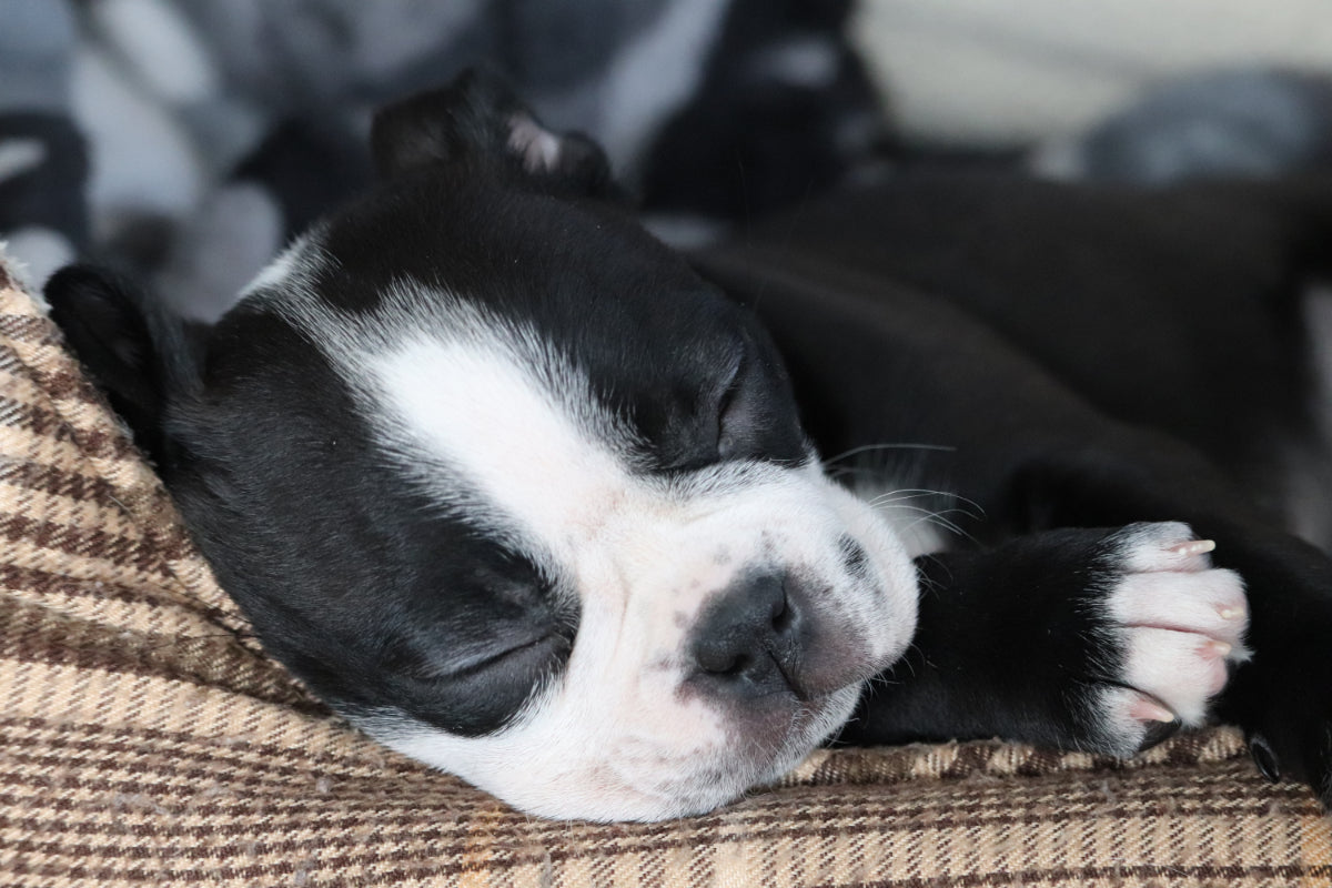 9 of the Best Dog Crates for Boston Terriers on Amazon