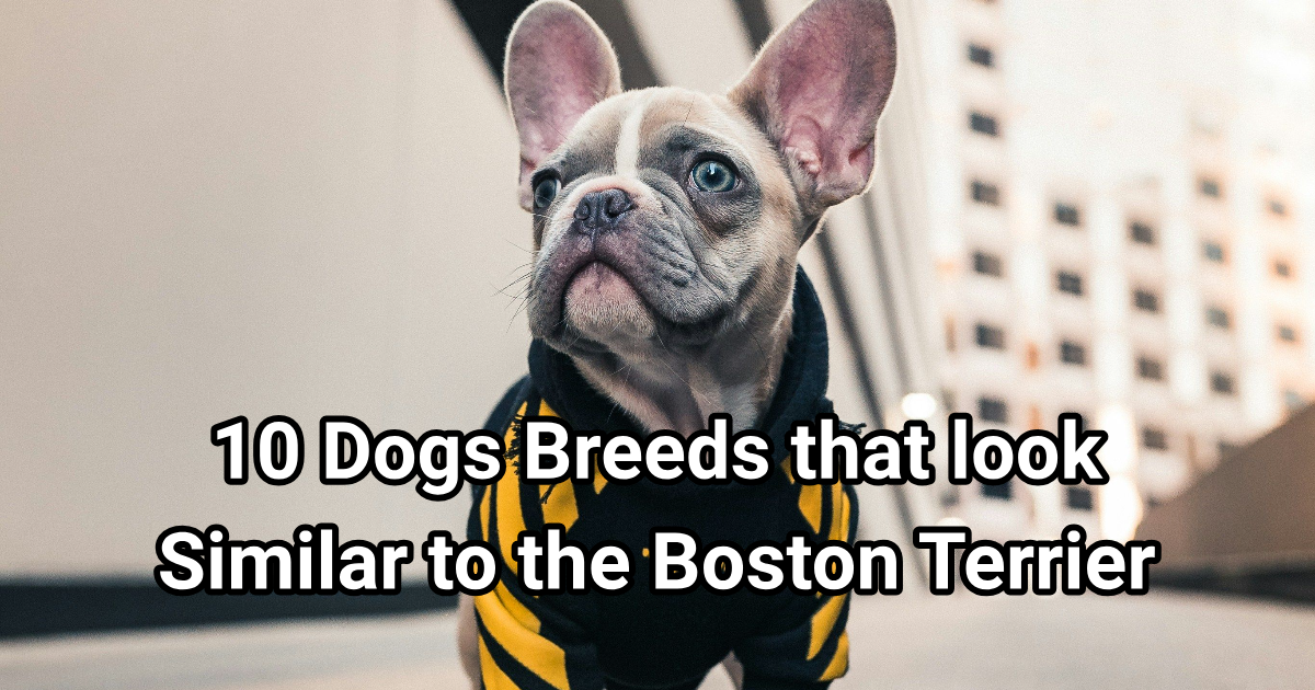 10 Dog Breeds That Look Similar to the Boston Terrier