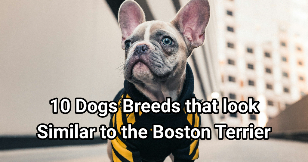 10 Dogs Breeds That Look Similar to the Boston Terrier