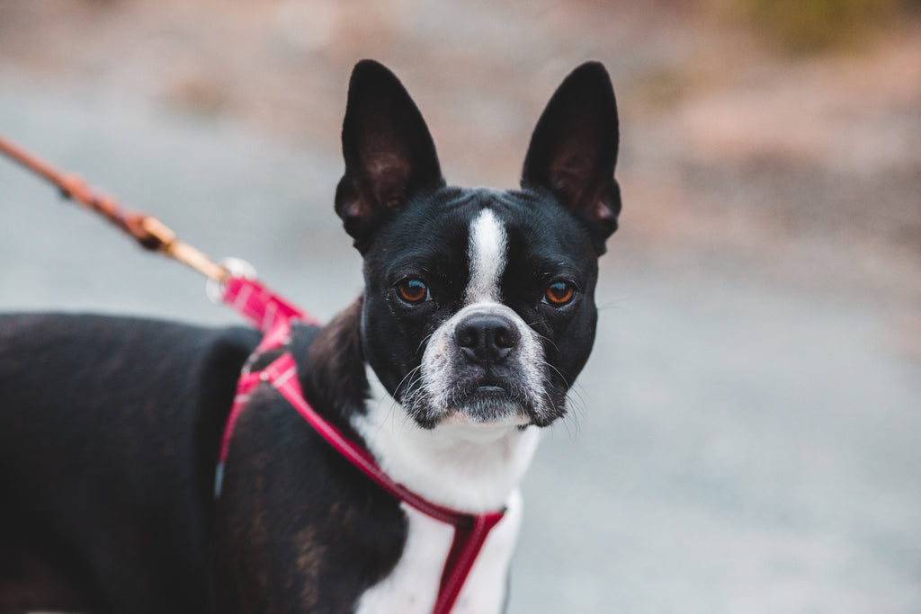 A List of Must-Have Accessories for Boston Terriers