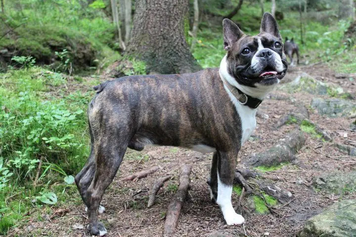 All About Brindle Boston Terriers: From Their Origins to the Unique Tiger-Striped Coat Color