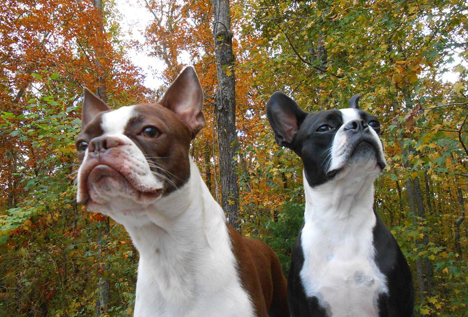 An Overview of the Different Boston Terrier Colors