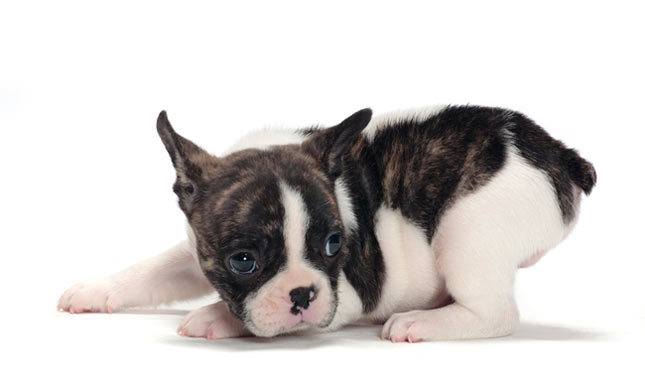 Are Brindle Boston Terriers Rare?