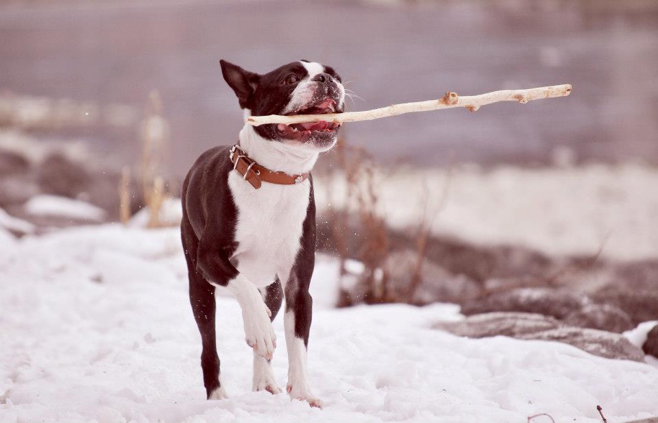 At What Age Is A Boston Terrier Full Grown?