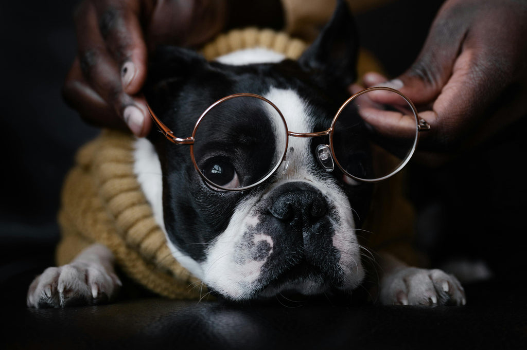 Bostie or Boston? Popular Nicknames for the Boston Terrier Dog Breed