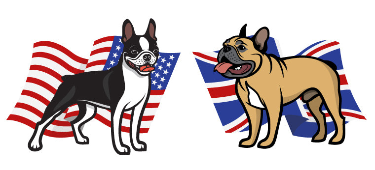 Boston Terrier versus French Bulldog - What's the Difference?