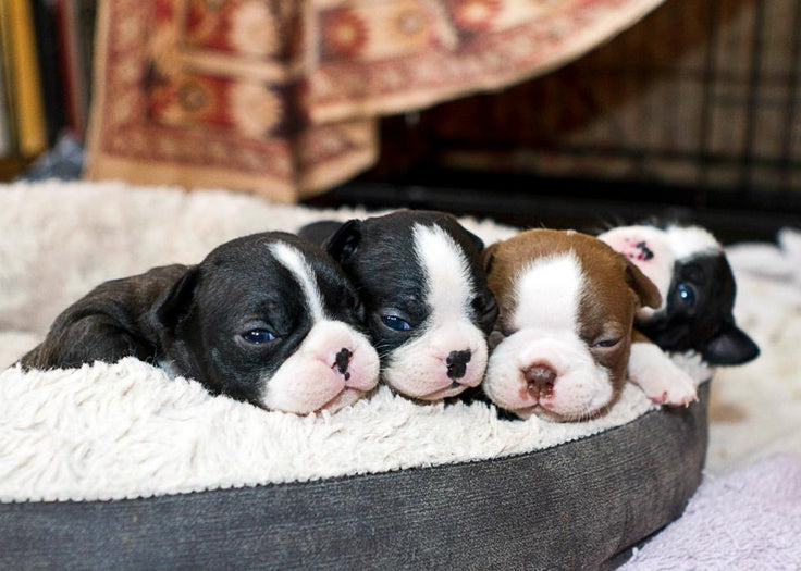 38 Irresistibly Adorable Boston Terrier Puppy Pictures to Brighten Your Day