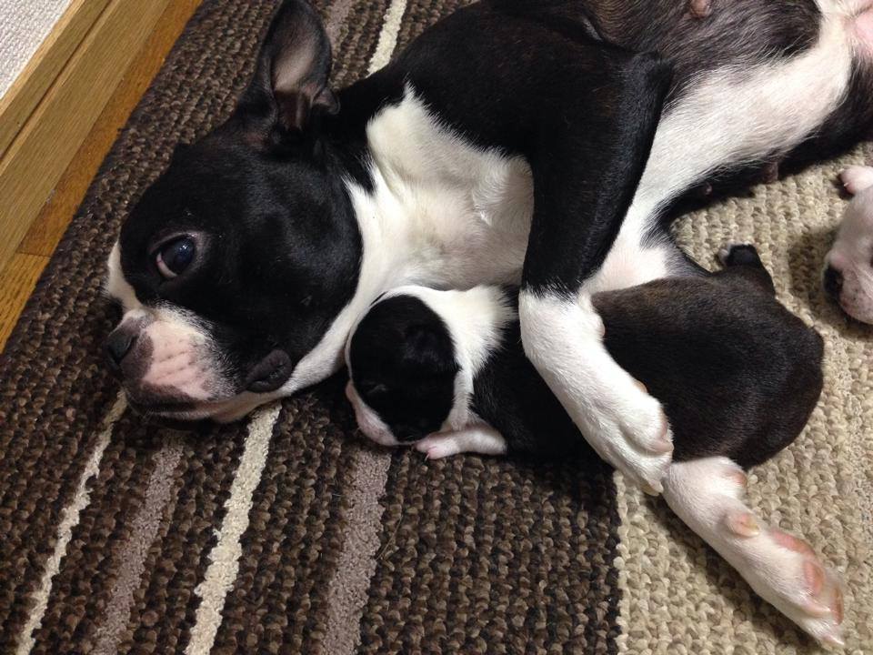 Do Boston Terriers Like To Cuddle?