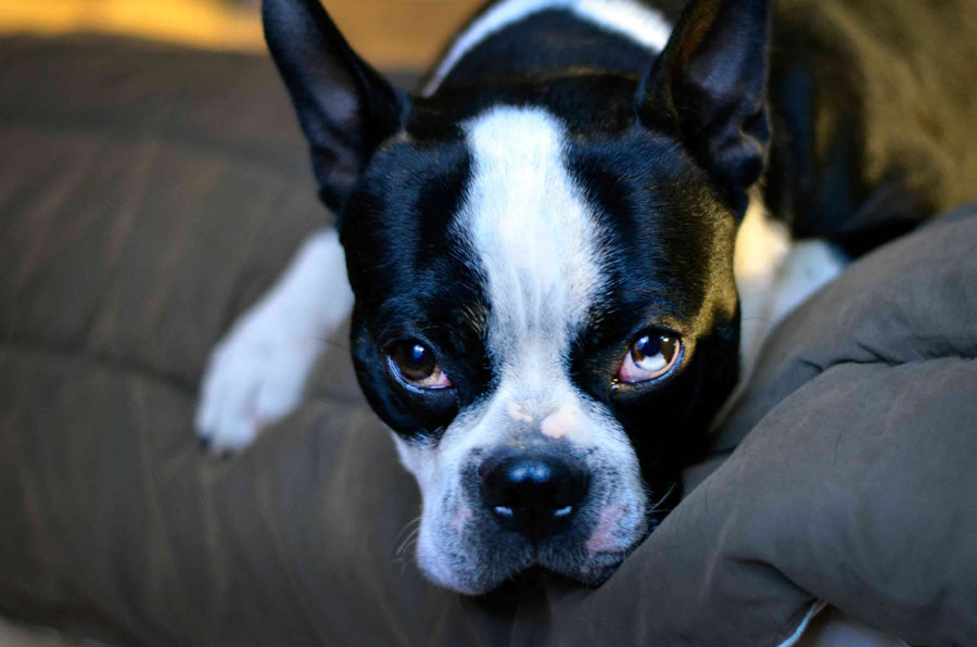 Do Boston Terriers Shed? Do Your Boston Terrier Dogs Shed Hair?
