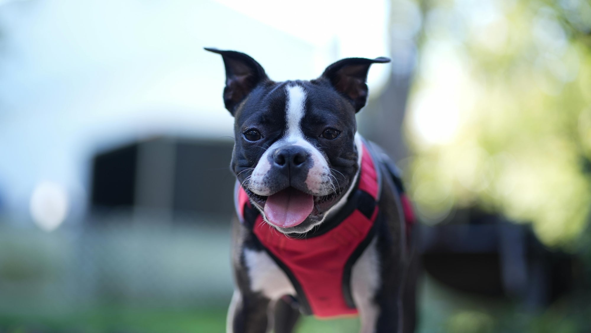 Funny Boston Terrier Behaviors Explained – What Makes Them So Quirky?