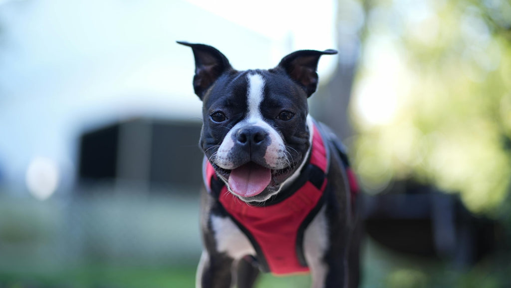 Funny Boston Terrier Behaviors Explained – What Makes Them So Quirky?