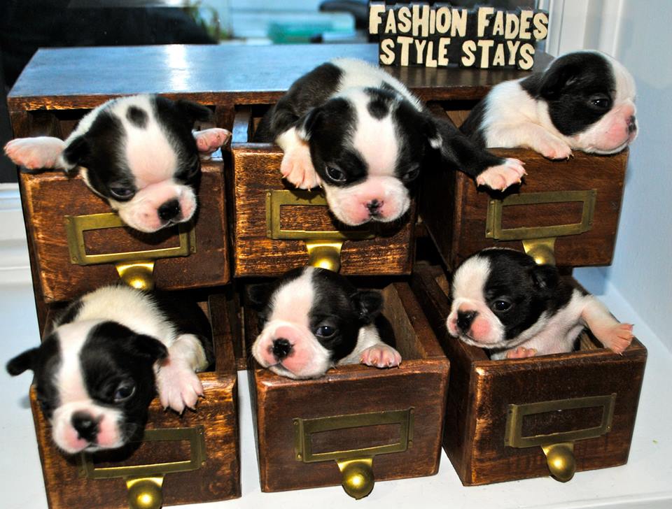 How To Avoid Being Scammed When Buying A Boston Terrier Puppy? (5 Tips ...