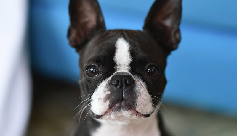 How to Care for a Boston Terrier dog