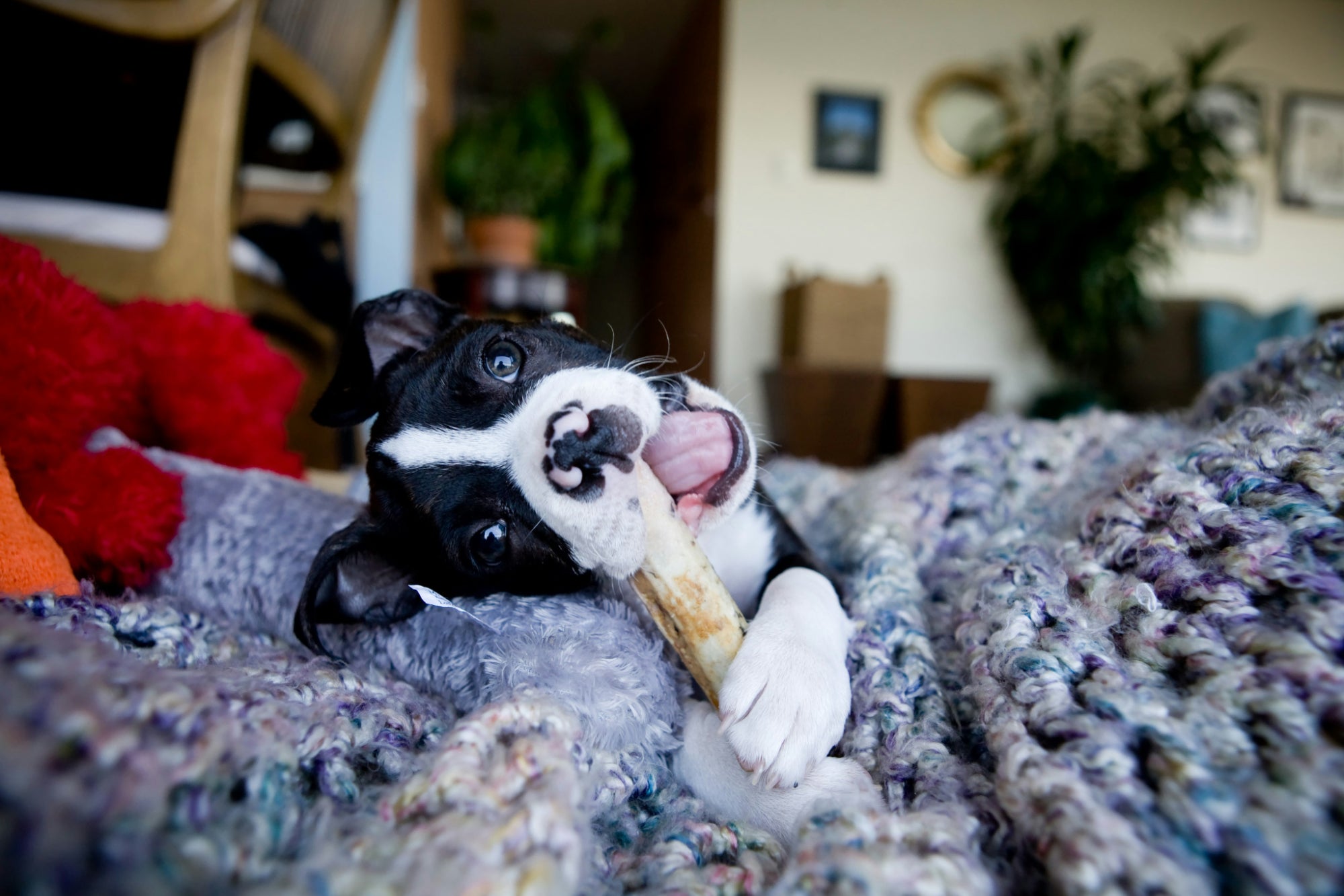 How to Create a Dog-Friendly Office Space – A Guide for Boston Terrier Owners