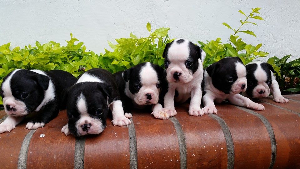 How to Find a Reputable Breeder for Your Boston Terrier