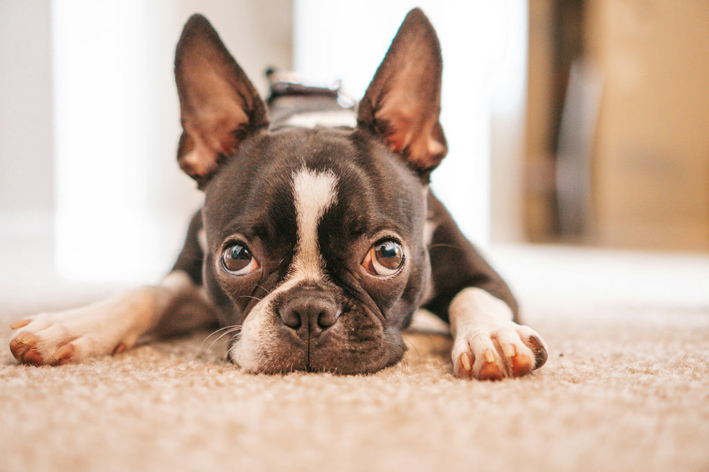 How to Get Rid of Your Boston Terrier's Tear Stains?