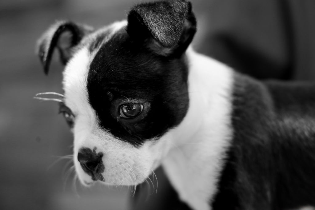 How To House Train A Boston Terrier Dog?