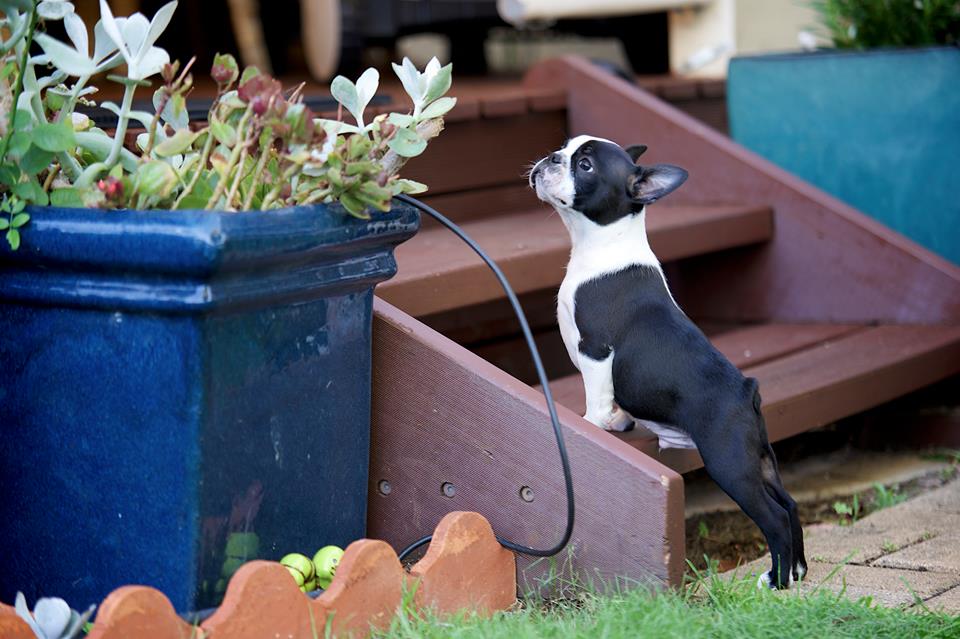 How to Introduce a Boston Terrier to Your Home