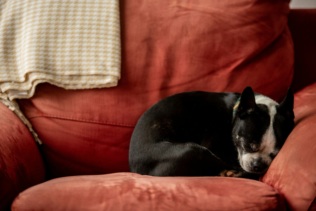 How to Protect Your Furniture When You Get a New Boston Terrier Dog