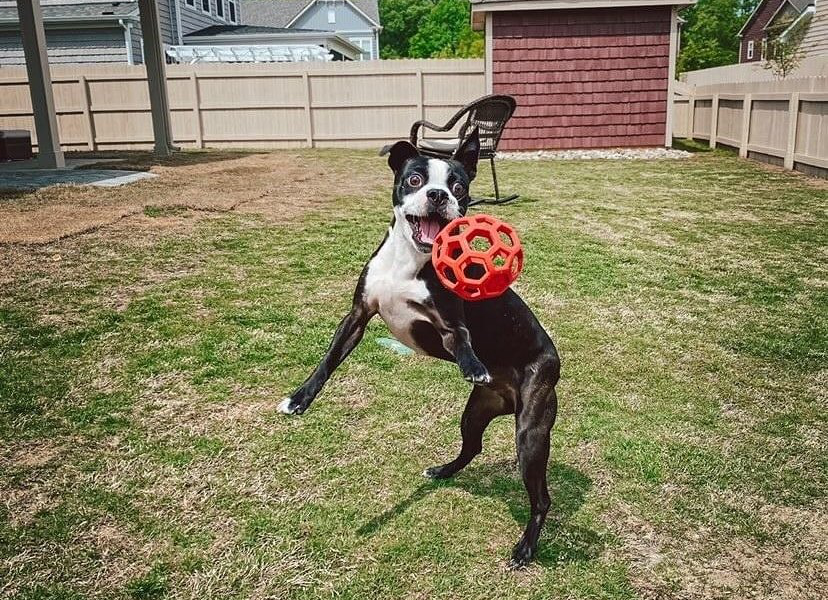 How To Teach A Boston Terrier To Fetch?