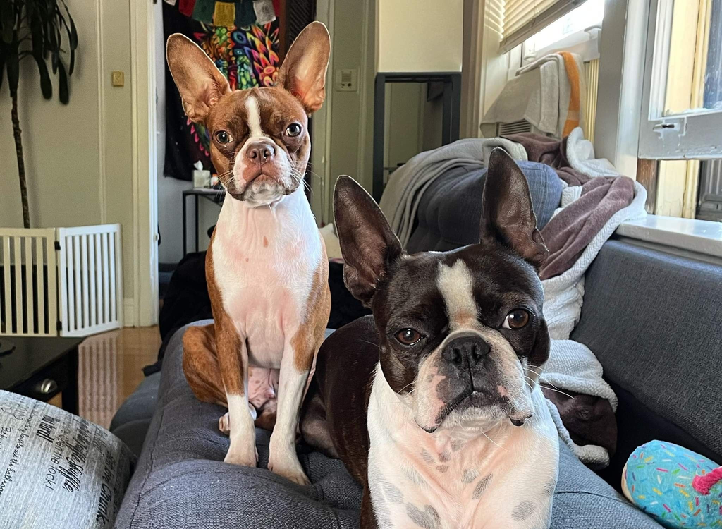 Is It Better To Have 2 Boston Terriers?