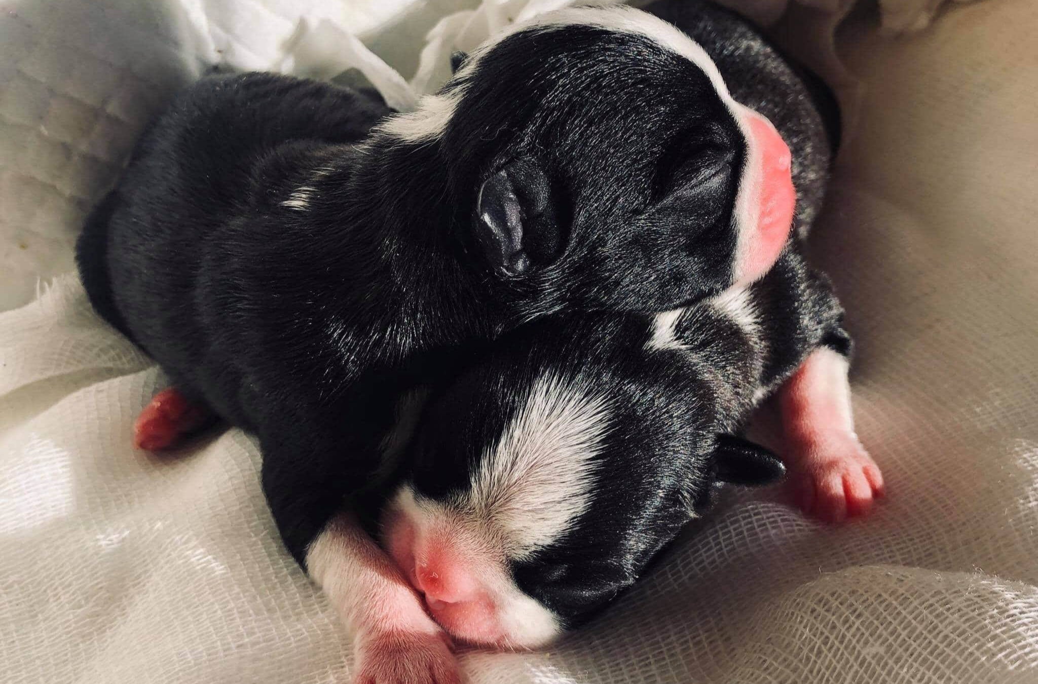 Maximum Number of Puppies for a Boston Terrier: Factors, Care, and FAQs