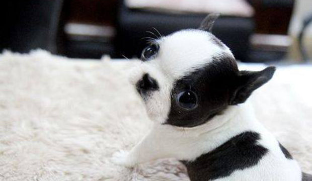Mini or Teacup Boston Terrier - No such thing
