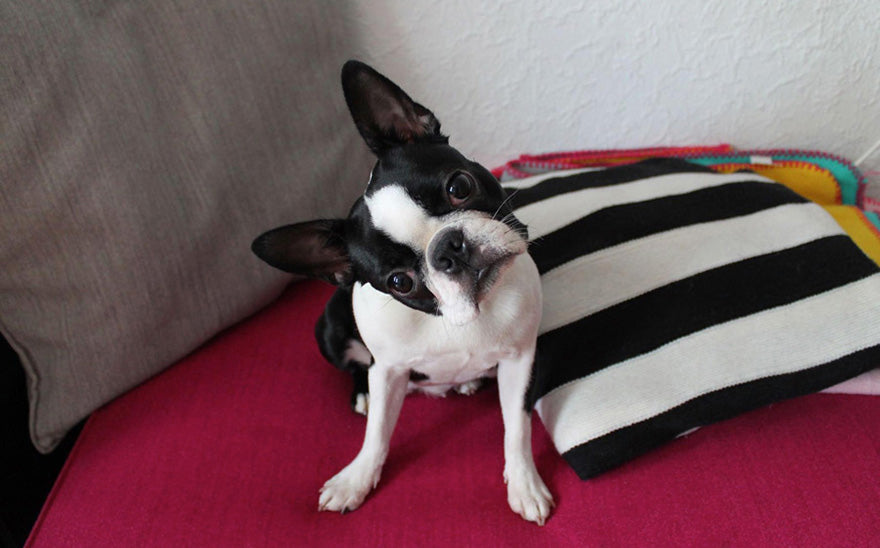Boston Terrier Ownership : The Pros and Cons