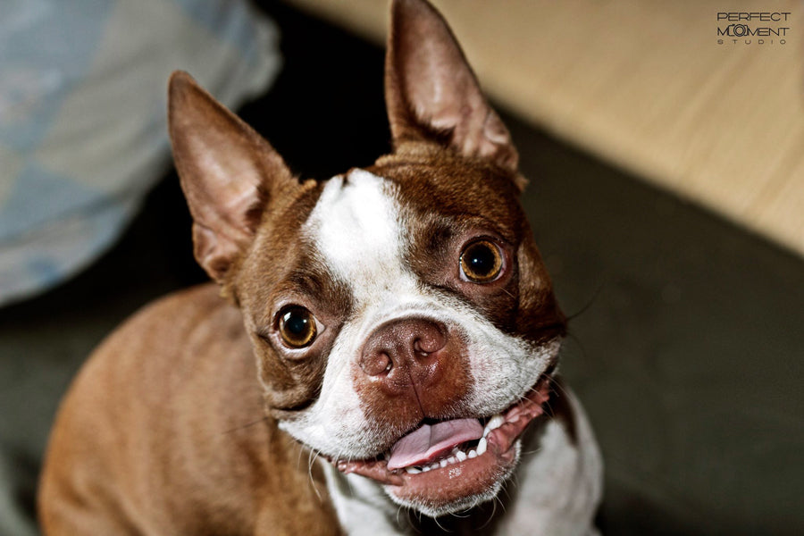 The Red Boston Terrier: A Unique Hue in a Classic Breed