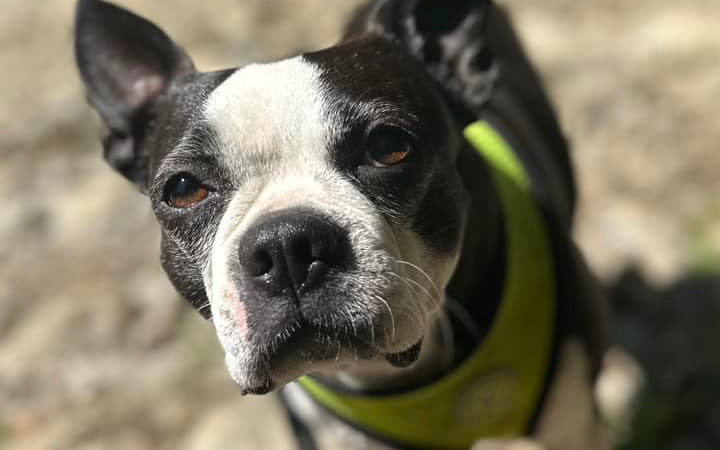 Safety First: How a Harness Can Protect Your Boston Terrier on Walks