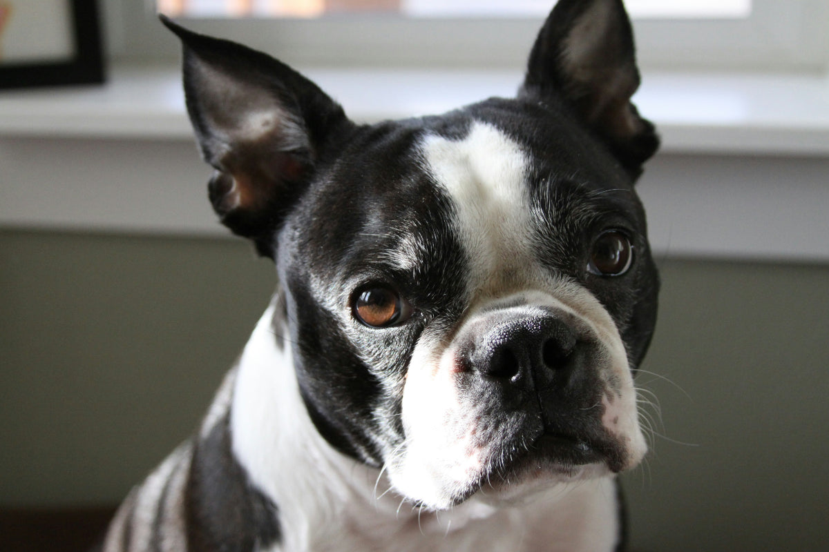 The 7 Best Insurances for Boston Terriers: Keeping Your Pup Protected