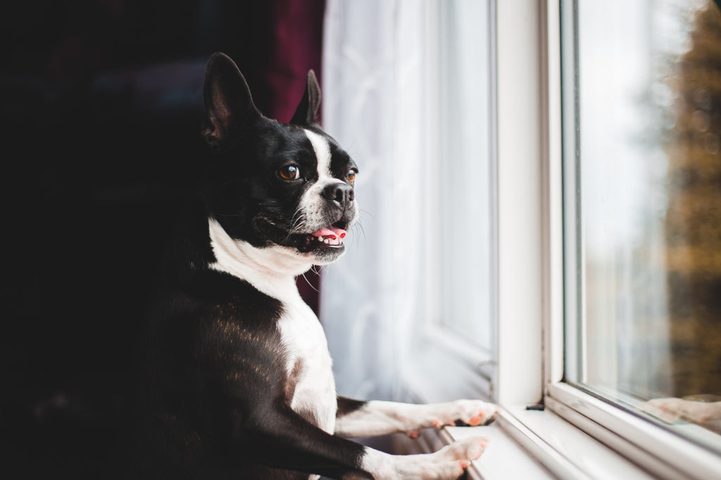 The Benefits of Owning a Boston Terrier Dog