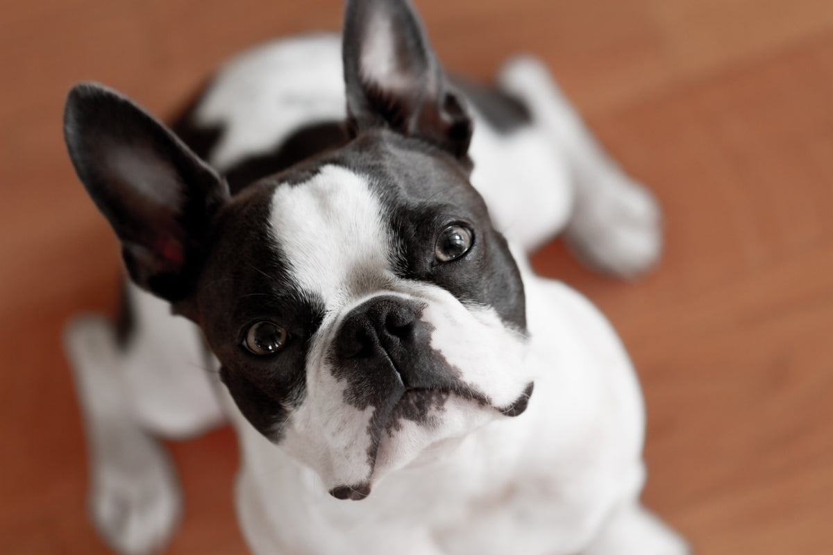 The Most Common Eye Problems in Boston Terriers
