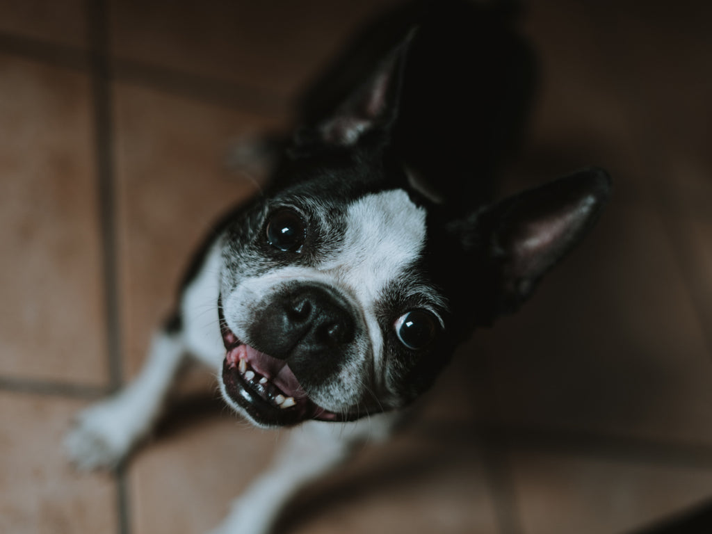 The Most Popular Boston Terrier Names and Their Meanings