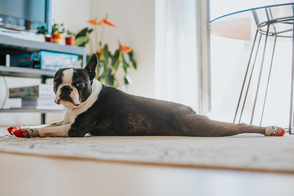 The Ultimate Guide to Boston Terrier Apparel: From T-Shirts to Hoodies