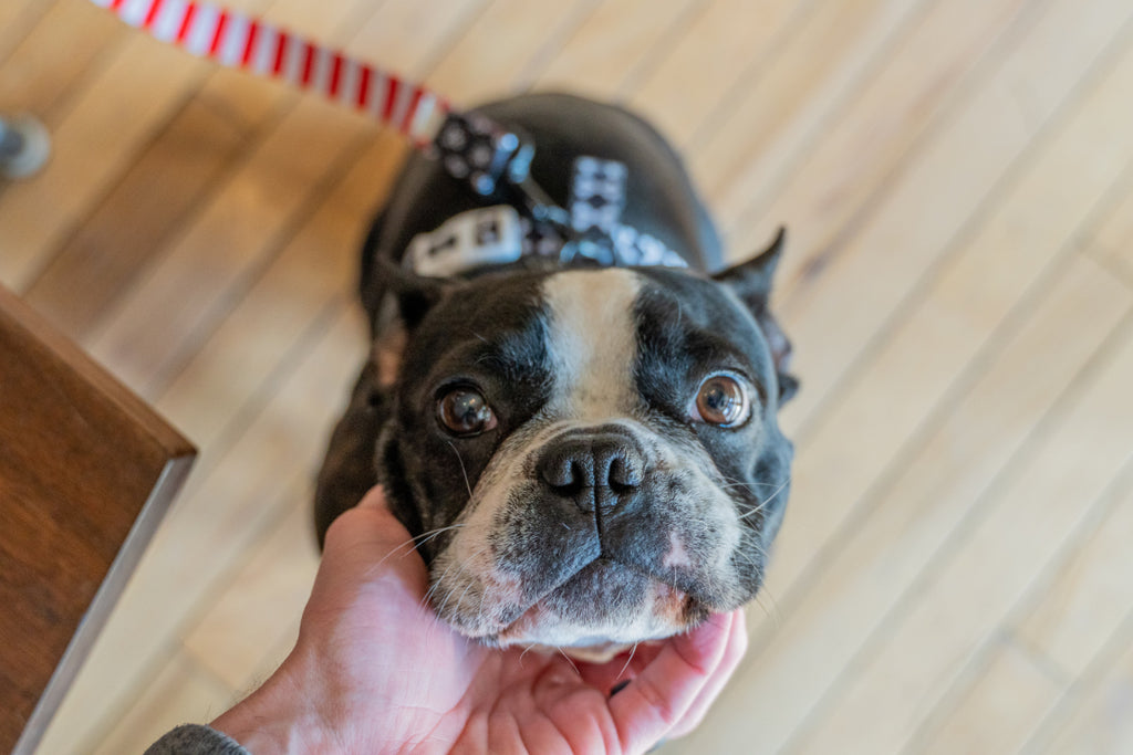 Top 10 Boston Terrier Gifts for Dog Lovers