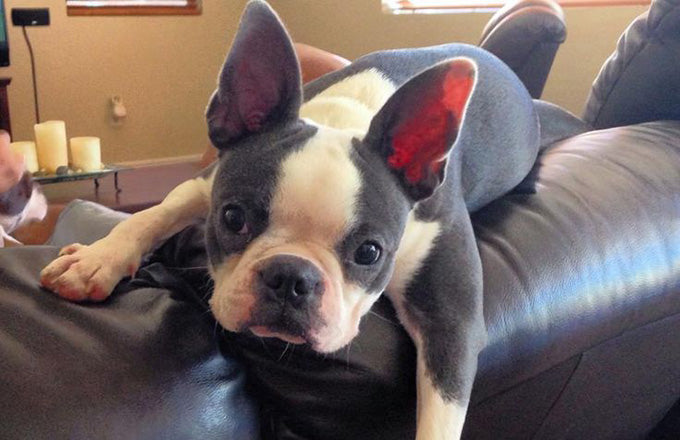 What about the Blue or Grey Boston Terrier Dogs?