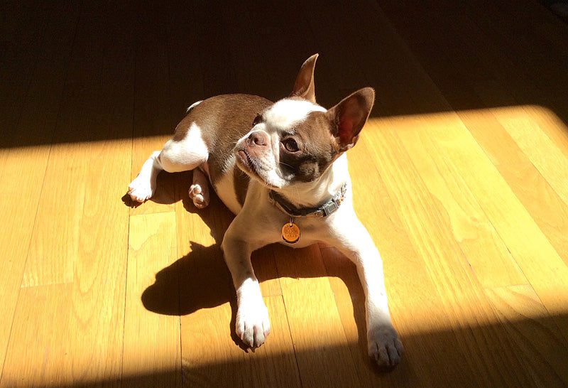 What Do Boston Terriers Love The Most? Boston Terrier World