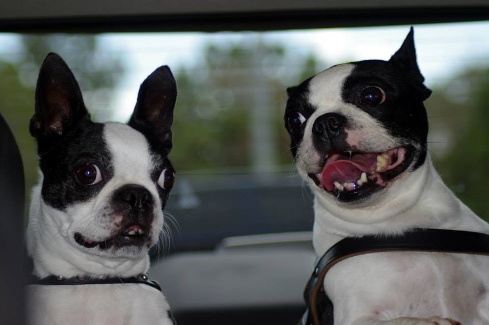 What Is A Boston Terrier Favorite Thing To Do?