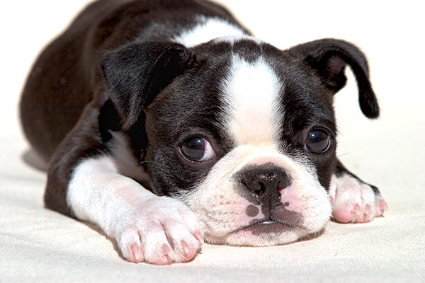 What Is A Boston Terrier Known For?