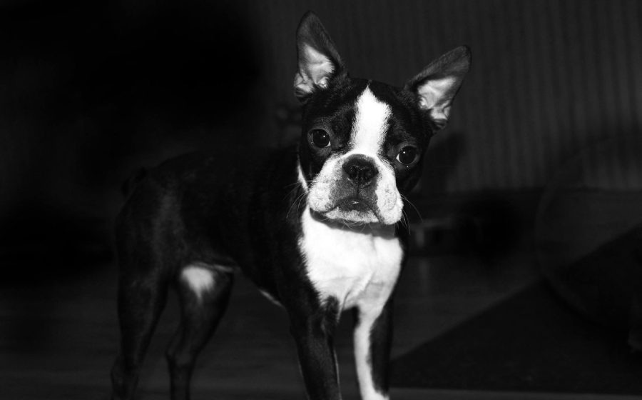 What is Reverse Sneezing in Dogs? How to Stop it – Boston Terrier World