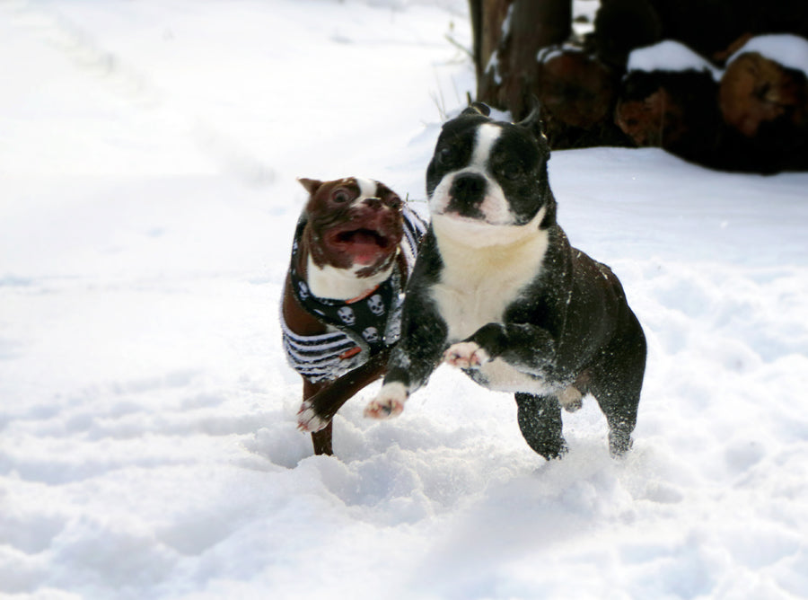When Do Boston Terriers Calm Down?