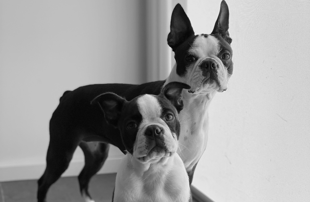 Which Is Better Male Or Female Boston Terrier?