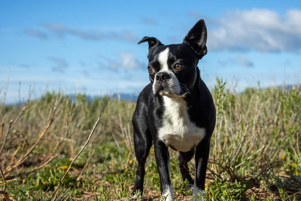 Why Are Boston Terriers So Special?