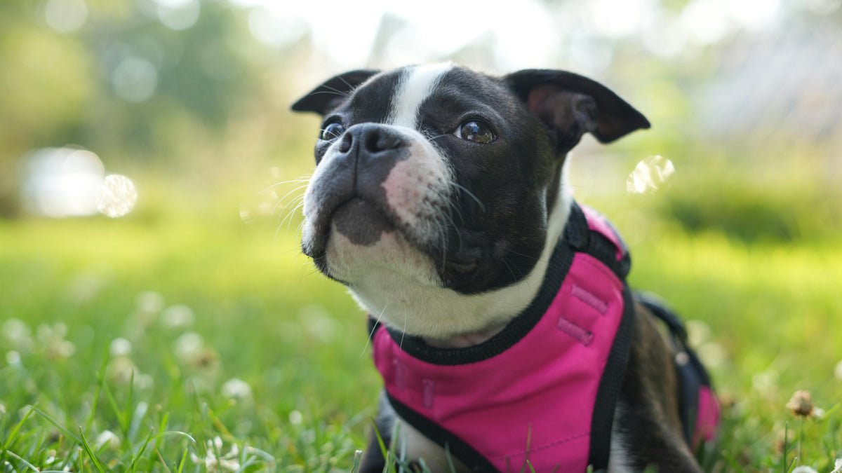 Why Do Boston Terriers Kick After They Poop? – Boston Terrier World