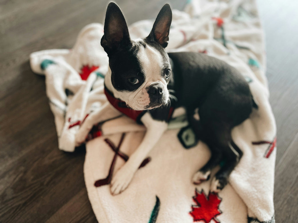 Why Do Boston Terriers Sleep Under Covers?