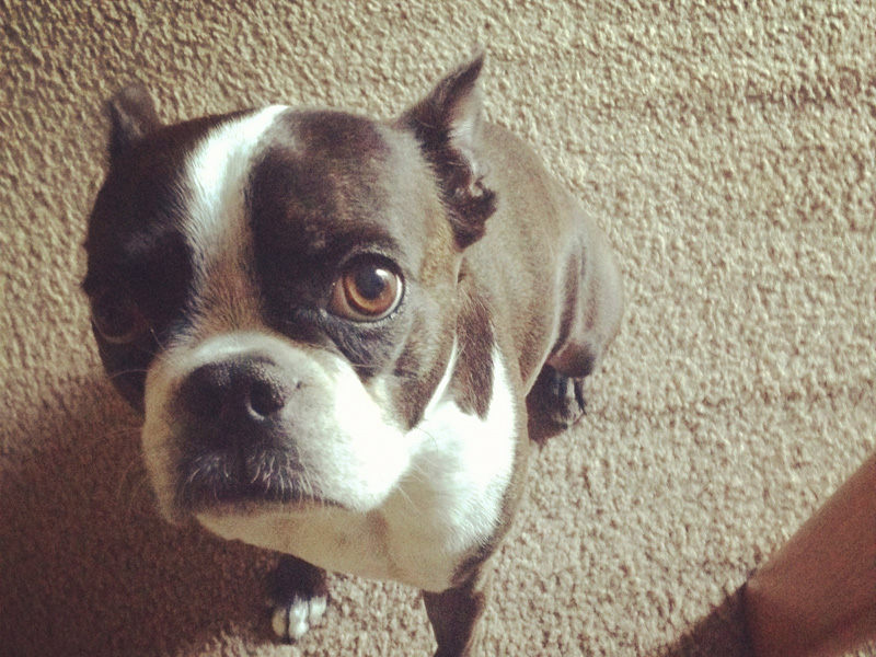 Why Your Boston Terrier Dog Hates The Vacuum?